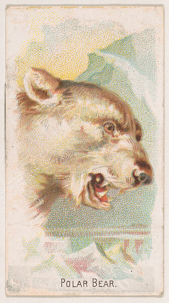 Polar Bear, from the Zoo Animals series (E29) issued by The Philadelphia Confections Co. to promote Zoo Caramels, Issued by The Philadelphia Confections Co., Commercial color lithograph 