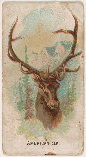 American Elk, from the Zoo Animals series (E29) issued by The Philadelphia Confections Co. to promote Zoo Caramels, Issued by The Philadelphia Confections Co., Commercial color lithograph 