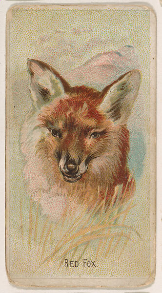 Red Fox, from the Zoo Animals series (E29) issued by The Philadelphia Confections Co. to promote Zoo Caramels, Issued by The Philadelphia Confections Co., Commercial color lithograph 