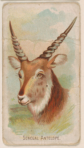 Senegal Antelope, from the Zoo Animals series (E29) issued by The Philadelphia Confections Co. to promote Zoo Caramels, Issued by The Philadelphia Confections Co., Commercial color lithograph 