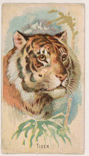 Tiger, from the Zoo Animals series (E29) issued by The Philadelphia Confections Co. to promote Zoo Caramels, Issued by The Philadelphia Confections Co., Commercial color lithograph