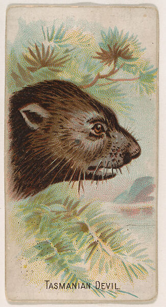 Tasmanian Devil, from the Zoo Animals series (E29) issued by The Philadelphia Confections Co. to promote Zoo Caramels, Issued by The Philadelphia Confections Co., Commercial color lithograph 