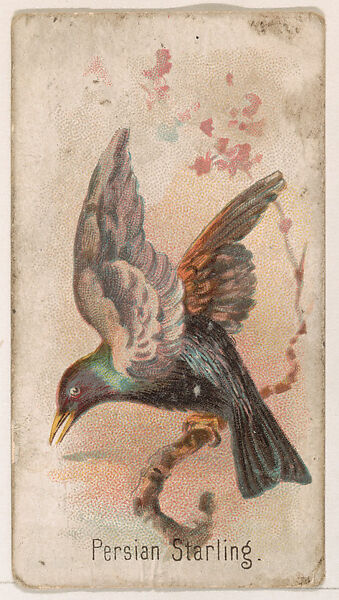 Persian Starling, from the Zoo Birds series (E30) issued by The Philadelphia Confections Co. to promote Zoo Caramels, Issued by The Philadelphia Confections Co., Commercial color lithograph 