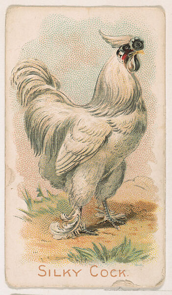 Silky Cock, from the Zoo Fowls series (E31) issued by The Philadelphia Confections Co. to promote Zoo Caramels, Issued by The Philadelphia Confections Co., Commercial color lithograph 