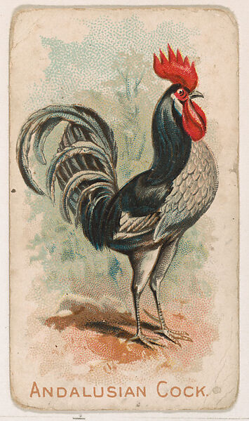 Andalusian Cock, from the Zoo Fowls series (E31) issued by The Philadelphia Confections Co. to promote Zoo Caramels, Issued by The Philadelphia Confections Co., Commercial color lithograph 
