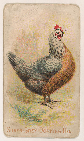 Silver-Grey Dorking Hen, from the Zoo Fowls series (E31) issued by The Philadelphia Confections Co. to promote Zoo Caramels, Issued by The Philadelphia Confections Co., Commercial color lithograph 