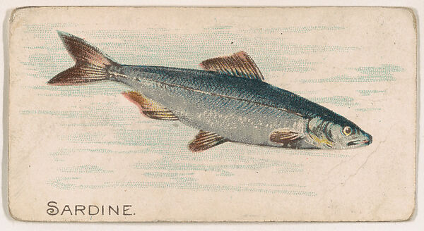 Sardine, from the Zoo Fish series (E32) issued by The Philadelphia Confections Co. to promote Zoo Caramels, Issued by The Philadelphia Confections Co., Commercial color lithograph 