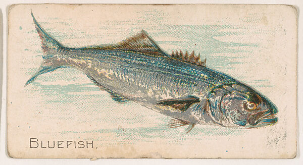 Bluefish, from the Zoo Fish series (E32) issued by The Philadelphia Confections Co. to promote Zoo Caramels, Issued by The Philadelphia Confections Co., Commercial color lithograph 