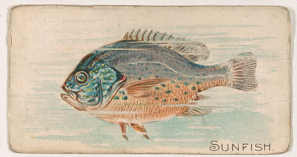 Sunfish, from the Zoo Fish series (E32) issued by The Philadelphia Confections Co. to promote Zoo Caramels, Issued by The Philadelphia Confections Co., Commercial color lithograph 