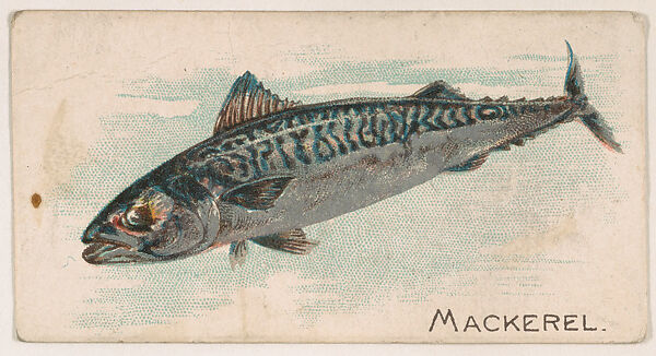 Mackerel, from the Zoo Fish series (E32) issued by The Philadelphia Confections Co. to promote Zoo Caramels, Issued by The Philadelphia Confections Co., Commercial color lithograph 