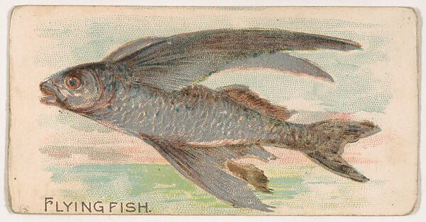 Flying Fish, from the Zoo Fish series (E32) issued by The Philadelphia Confections Co. to promote Zoo Caramels, Issued by The Philadelphia Confections Co., Commercial color lithograph 