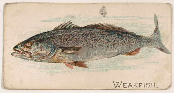 Weakfish, from the Zoo Fish series (E32) issued by The Philadelphia Confections Co. to promote Zoo Caramels, Issued by The Philadelphia Confections Co., Commercial color lithograph 