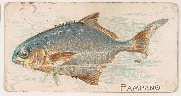 Pampano, from the Zoo Fish series (E32) issued by The Philadelphia Confections Co. to promote Zoo Caramels, Issued by The Philadelphia Confections Co., Commercial color lithograph 