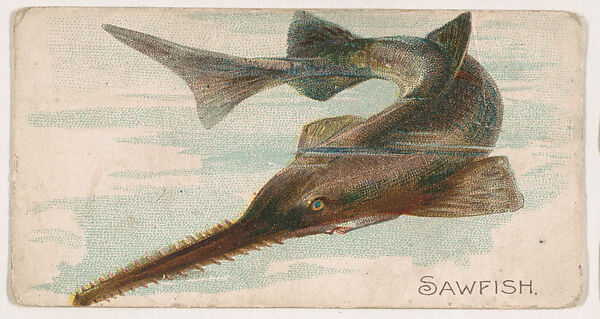 Sawfish, from the Zoo Fish series (E32) issued by The Philadelphia Confections Co. to promote Zoo Caramels, Issued by The Philadelphia Confections Co., Commercial color lithograph 