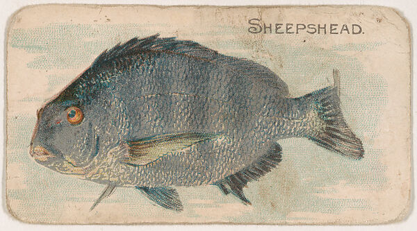 Sheepshead, from the Zoo Fish series (E32) issued by The Philadelphia Confections Co. to promote Zoo Caramels, Issued by The Philadelphia Confections Co., Commercial color lithograph 