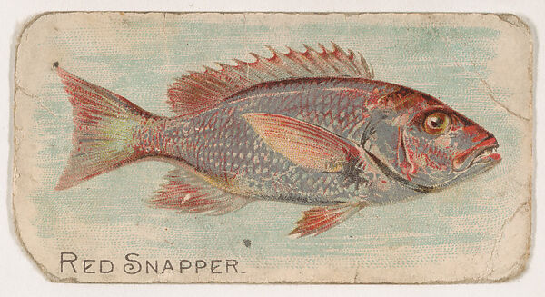 Red Snapper, from the Zoo Fish series (E32) issued by The Philadelphia Confections Co. to promote Zoo Caramels, Issued by The Philadelphia Confections Co., Commercial color lithograph 