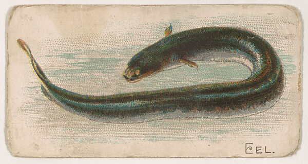 Eel, from the Zoo Fish series (E32) issued by The Philadelphia Confections Co. to promote Zoo Caramels, Issued by The Philadelphia Confections Co., Commercial color lithograph 