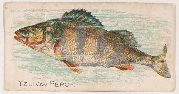 Yellow Perch, from the Zoo Fish series (E32) issued by The Philadelphia Confections Co. to promote Zoo Caramels, Issued by The Philadelphia Confections Co., Commercial color lithograph 