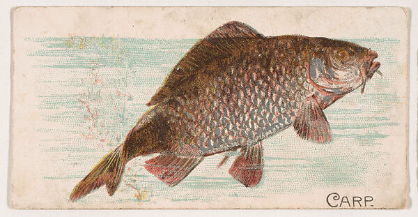 Carp, from the Zoo Fish series (E32) issued by The Philadelphia Confections Co. to promote Zoo Caramels, Issued by The Philadelphia Confections Co., Commercial color lithograph 