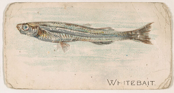 Whitebait, from the Zoo Fish series (E32) issued by The Philadelphia Confections Co. to promote Zoo Caramels, Issued by The Philadelphia Confections Co., Commercial color lithograph 