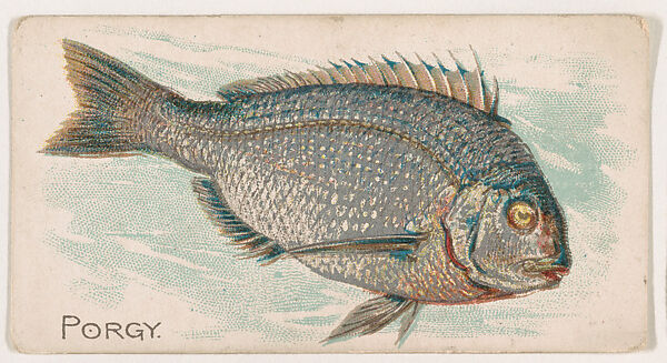 Porgy, from the Zoo Fish series (E32) issued by The Philadelphia Confections Co. to promote Zoo Caramels, Issued by The Philadelphia Confections Co., Commercial color lithograph 