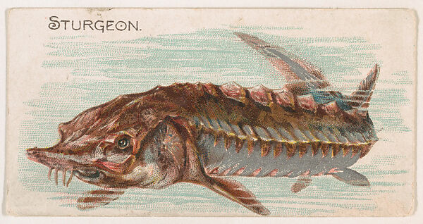 Sturgeon, from the Zoo Fish series (E32) issued by The Philadelphia Confections Co. to promote Zoo Caramels, Issued by The Philadelphia Confections Co., Commercial color lithograph 