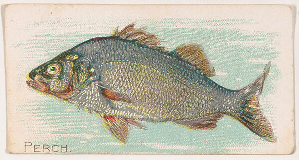 Perch, from the Zoo Fish series (E32) issued by The Philadelphia Confections Co. to promote Zoo Caramels, Issued by The Philadelphia Confections Co., Commercial color lithograph 
