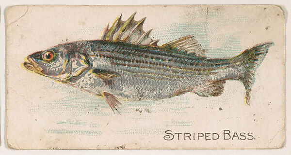 Striped Bass, from the Zoo Fish series (E32) issued by The Philadelphia Confections Co. to promote Zoo Caramels, Issued by The Philadelphia Confections Co., Commercial color lithograph 