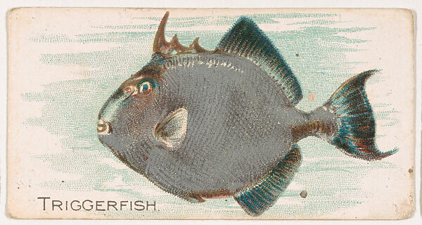 Issued by The Philadelphia Confections Co. | Triggerfish, from the Zoo ...