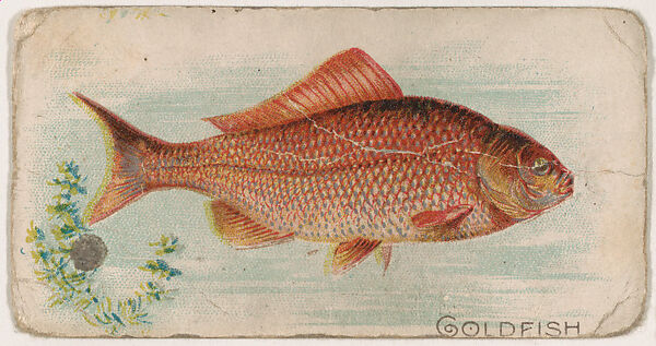Goldfish, from the Zoo Fish series (E32) issued by The Philadelphia Confections Co. to promote Zoo Caramels, Issued by The Philadelphia Confections Co., Commercial color lithograph 