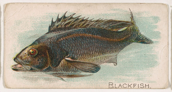 Blackfish, from the Zoo Fish series (E32) issued by The Philadelphia Confections Co. to promote Zoo Caramels, Issued by The Philadelphia Confections Co., Commercial color lithograph 