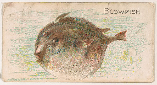 Blowfish, from the Zoo Fish series (E32) issued by The Philadelphia Confections Co. to promote Zoo Caramels, Issued by The Philadelphia Confections Co., Commercial color lithograph 