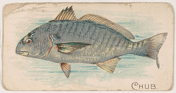 Chub, from the Zoo Fish series (E32) issued by The Philadelphia Confections Co. to promote Zoo Caramels, Issued by The Philadelphia Confections Co., Commercial color lithograph 
