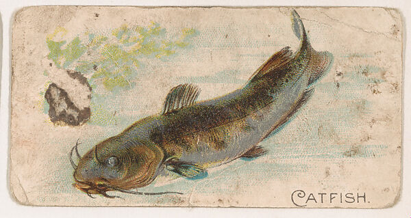 Catfish, from the Zoo Fish series (E32) issued by The Philadelphia Confections Co. to promote Zoo Caramels, Issued by The Philadelphia Confections Co., Commercial color lithograph 