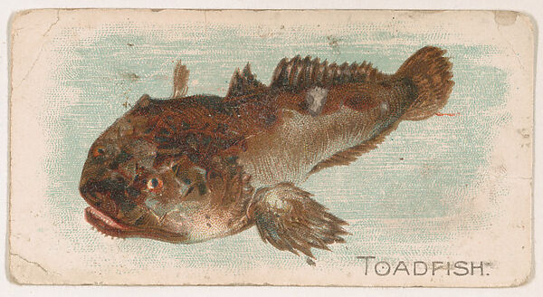 Toadfish, from the Zoo Fish series (E32) issued by The Philadelphia Confections Co. to promote Zoo Caramels, Issued by The Philadelphia Confections Co., Commercial color lithograph 