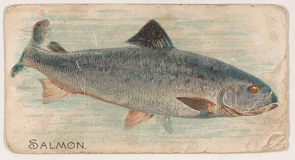 Salmon, from the Zoo Fish series (E32) issued by The Philadelphia Confections Co. to promote Zoo Caramels, Issued by The Philadelphia Confections Co., Commercial color lithograph 