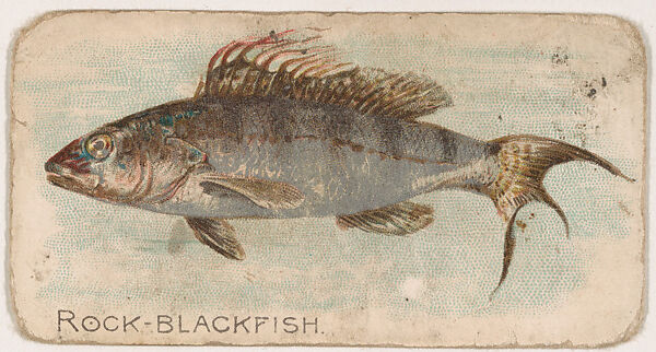 Rock-Blackfish, from the Zoo Fish series (E32) issued by The Philadelphia Confections Co. to promote Zoo Caramels, Issued by The Philadelphia Confections Co., Commercial color lithograph 