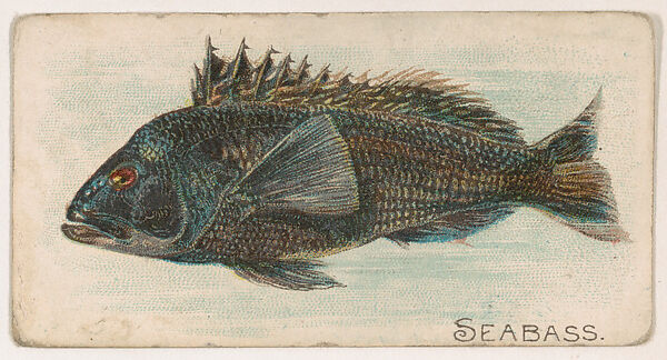 Seabass, from the Zoo Fish series (E32) issued by The Philadelphia Confections Co. to promote Zoo Caramels, Issued by The Philadelphia Confections Co., Commercial color lithograph 