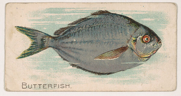 Issued by The Philadelphia Confections Co. | Butterfish, from the Zoo ...