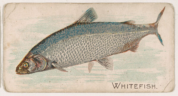 Whitefish, from the Zoo Fish series (E32) issued by The Philadelphia Confections Co. to promote Zoo Caramels, Issued by The Philadelphia Confections Co., Commercial color lithograph 