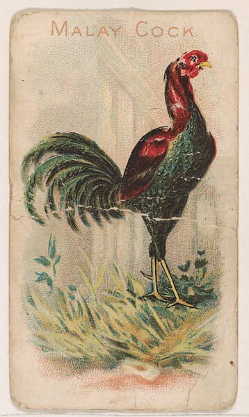 Malay Cock, from the Zoo Fowls series (E31) issued by The Philadelphia Confections Co. to promote Zoo Caramels, Issued by The Philadelphia Confections Co., Commercial color lithograph 