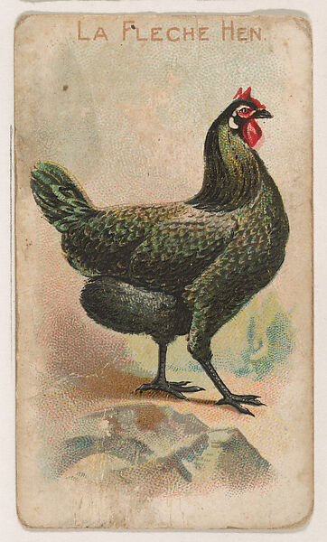 La Fleche Hen, from the Zoo Fowls series (E31) issued by The Philadelphia Confections Co. to promote Zoo Caramels, Issued by The Philadelphia Confections Co., Commercial color lithograph 
