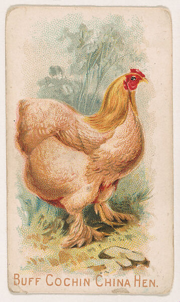Buff Cochin China Hen, from the Zoo Fowls series (E31) issued by The Philadelphia Confections Co. to promote Zoo Caramels, Issued by The Philadelphia Confections Co., Commercial color lithograph 