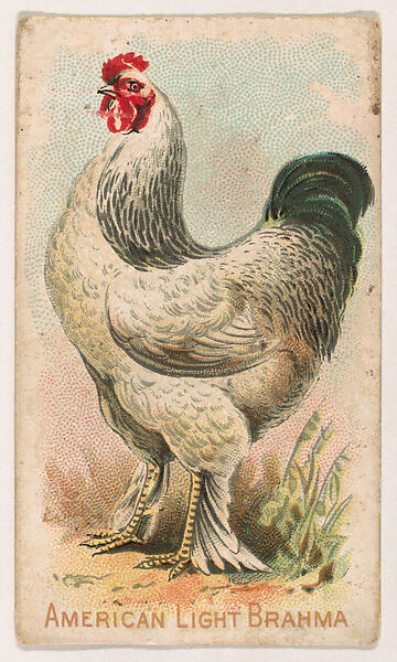 American Light Brahma, from the Zoo Fowls series (E31) issued by The Philadelphia Confections Co. to promote Zoo Caramels, Issued by The Philadelphia Confections Co., Commercial color lithograph 