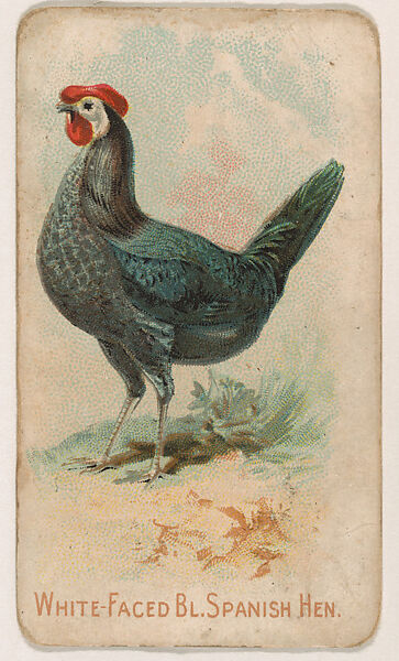 White-Faced Black Spanish Hen, from the Zoo Fowls series (E31) issued by The Philadelphia Confections Co. to promote Zoo Caramels, Issued by The Philadelphia Confections Co., Commercial color lithograph 