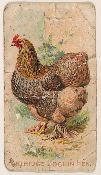 Partridge Cochin Hen, from the Zoo Fowls series (E31) issued by The Philadelphia Confections Co. to promote Zoo Caramels, Issued by The Philadelphia Confections Co., Commercial color lithograph 