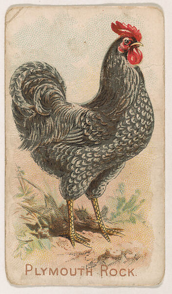 Plymouth Rock, from the Zoo Fowls series (E31) issued by The Philadelphia Confections Co. to promote Zoo Caramels, Issued by The Philadelphia Confections Co., Commercial color lithograph 