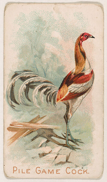 Pile Game Cock, from the Zoo Fowls series (E31) issued by The Philadelphia Confections Co. to promote Zoo Caramels, Issued by The Philadelphia Confections Co., Commercial color lithograph 