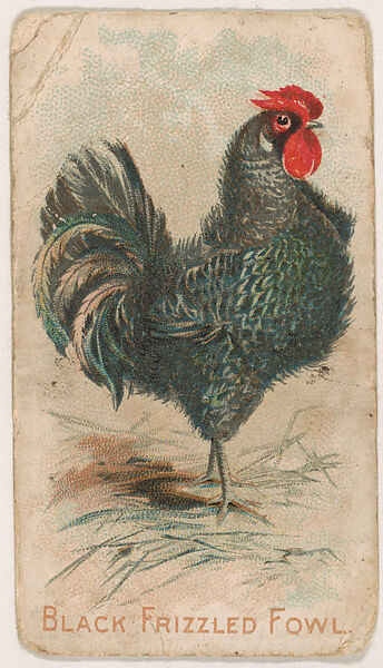 Black Frizzled Fowl, from the Zoo Fowls series (E31) issued by The Philadelphia Confections Co. to promote Zoo Caramels, Issued by The Philadelphia Confections Co., Commercial color lithograph 