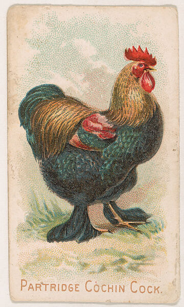 Partridge Cochin Cock, from the Zoo Fowls series (E31) issued by The Philadelphia Confections Co. to promote Zoo Caramels, Issued by The Philadelphia Confections Co., Commercial color lithograph 
